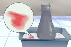 Điều trị bệnh viêm bàng quang cho chó mèo