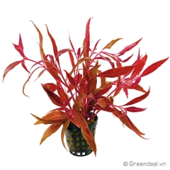 Alternanthera Reineckii 