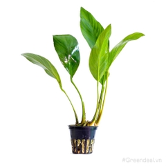 Anubias Congensis (APC-T)