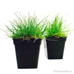 Eleocharis Acicularis 