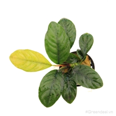 Anubias barteri var. coffeefolia (APC-C)