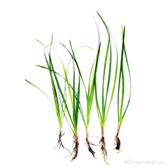 Cyperus Helferi (TM)