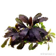 Bucephalandra .sp Thủy Mộc (Giá thể Napad)