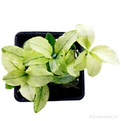 Anubias barteri var. nana 