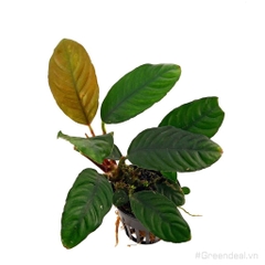 Anubias barteri var. coffeefolia (APC-C)