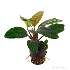 Anubias barteri var. coffeefolia (APC-C)