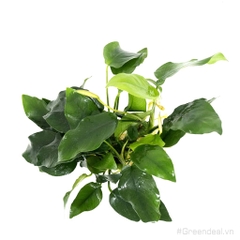 Anubias barteri var. nana (APC China)