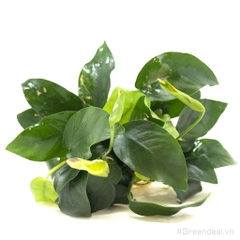 Anubias barteri var. nana (APC China)