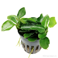 Anubias barteri var. nana 