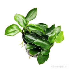 Anubias barteri var. nana 