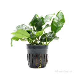 Anubias barteri var. nana (APC China)