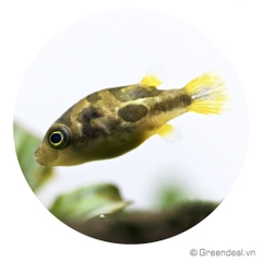 Dwarf Puffer Fish