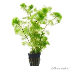 Cabomba Caroliniana (TM)