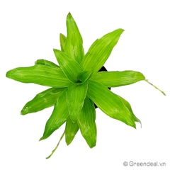 Callisia Fragrans (Cây Lược Vàng)