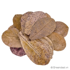 SEACHEM - Catappa Leaves Sm