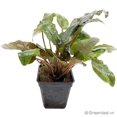 Cryptocoryne Undulata (TM)