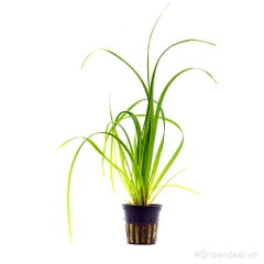 Cyperus Helferi (TM)