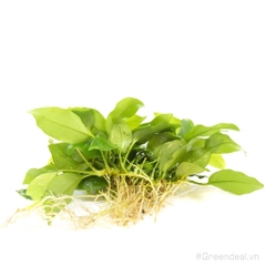 Anubias barteri var. nana 