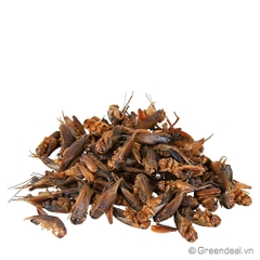 GREEN AQUA - Diried Crickets