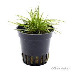 Eriocaulon Cinereum (RN)