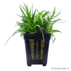 Eriocaulon sp.