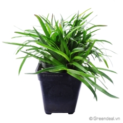 Eriocaulon sp.