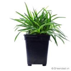 Eriocaulon sp.