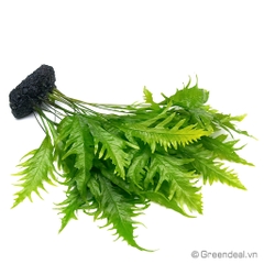 Microsorum Pteropus 