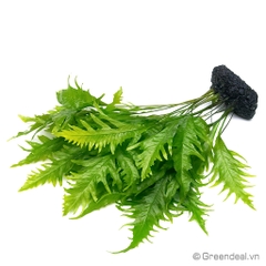 Microsorum Pteropus 