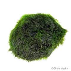 Moss Ball - Marimo