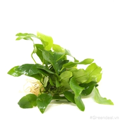 Anubias barteri var. nana 