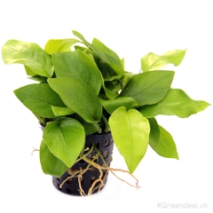Anubias barteri var. nana 