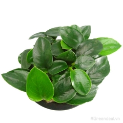 Anubias barteri var. nana 