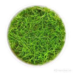 Eleocharis Acicularis 