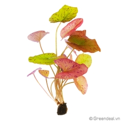 Nymphaea Zenkeri (Red Tiger Lotus)