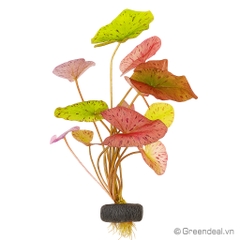 Nymphaea Zenkeri (Red Tiger Lotus)