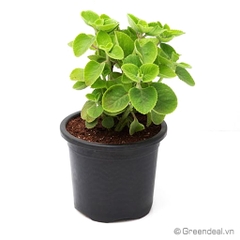 Plectranthus Amboinicus (Cây Húng Chanh)