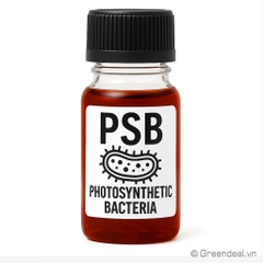 GREEN AQUA - PSB