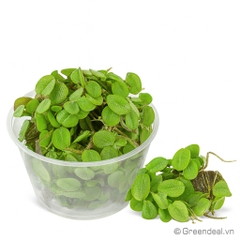 Salvinia Cucullata (RN)