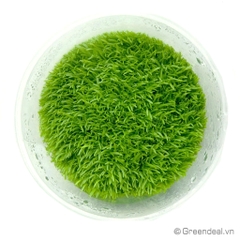 Utricularia Graminifolia (TM)