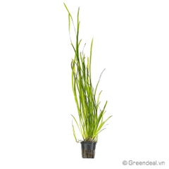 Vallisneria Nana (TM)