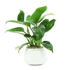 Cây trầu bà thái