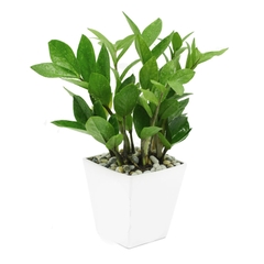 Chậu kim tiền loại vuông