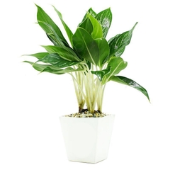 Cây trầu bà Nhật