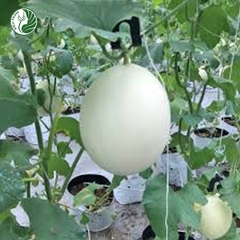 Dưa lê Bạch Ngọc
