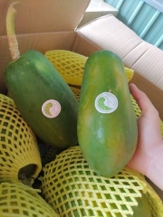 Đu đủ giống Nhật Kieufarm - 1kg