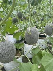 Hạt giống dưa lưới T-One - 1 hạt