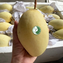 Xoài Cát Chu Vàng