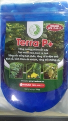 Combo phân bón giúp ra hoa đồng loạt - Đậu trái và chống rụng trái non