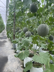 Hạt giống dưa lưới T-One - 1 hạt